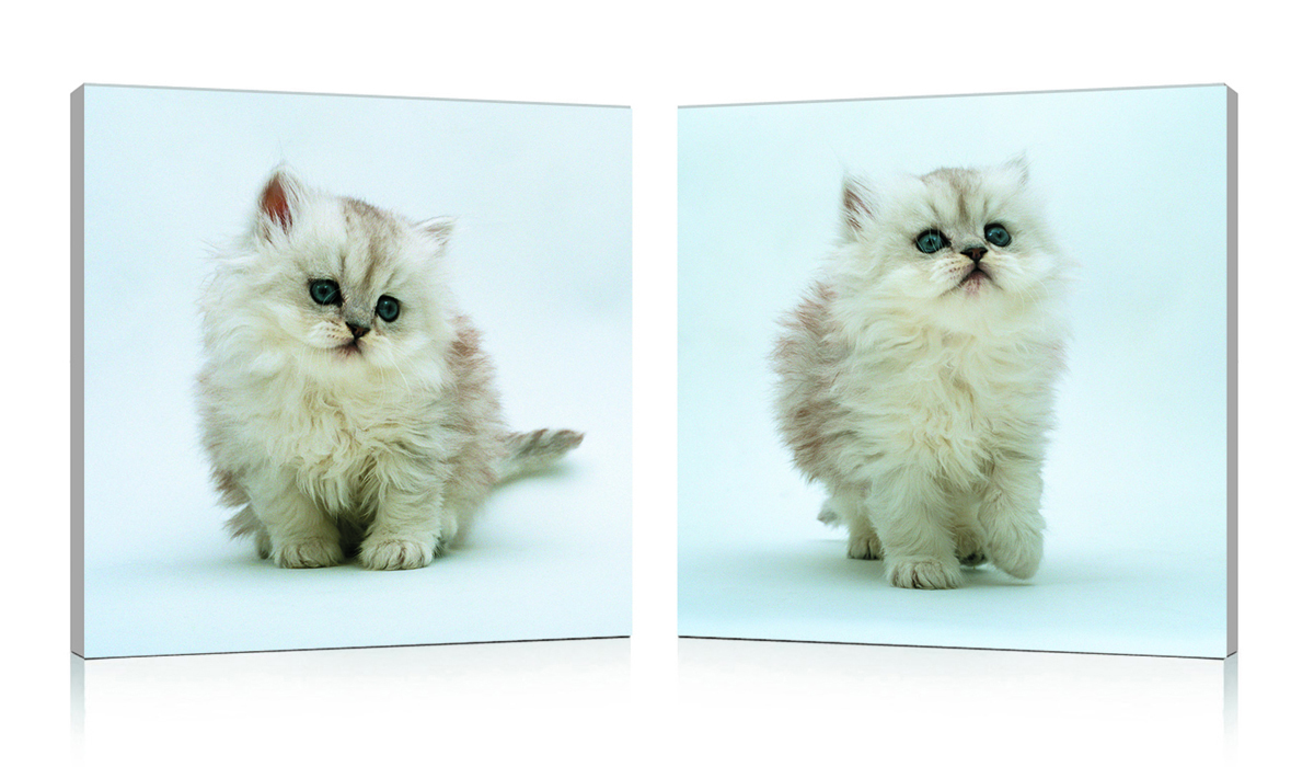 Satz von 2 Design Gem&auml;lden KITTENS