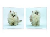 Satz von 2 Design Gem&auml;lden KITTENS