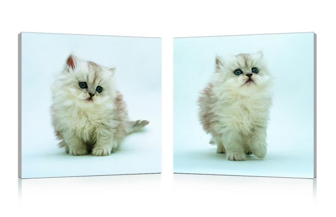 Satz von 2 Design Gem&auml;lden KITTENS