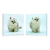 Satz von 2 Design Gem&auml;lden KITTENS