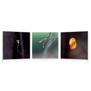 Satz von 3 Design Gem&auml;lden BUDS image pub1